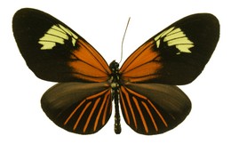 Heliconius aoede manu