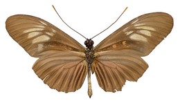 Heliconius astraea
