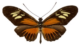 Heliconius astraea astraea