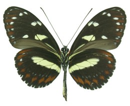 Heliconius athis f. gersteriana