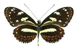 Heliconius athis