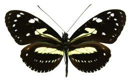 Heliconius athis