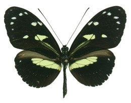 Heliconius athis f. gersteriana