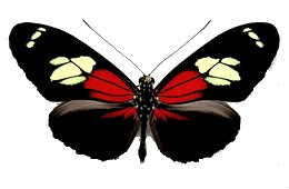 Heliconius burneyi skinneri