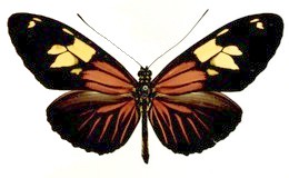 Heliconius burneyi ada