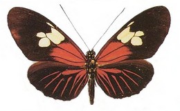 Heliconius burneyi anjae