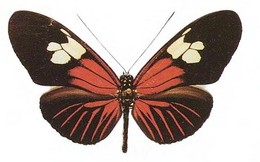 Heliconius burneyi anjae