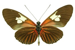 Heliconius burneyi anjae