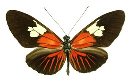 Heliconius burneyi anjae