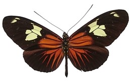 Heliconius burneyi lindigii