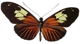 Heliconius burneyi boliviensis