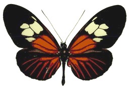 Heliconius burneyi boliviensis