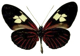 Heliconius burneyi boliviensis