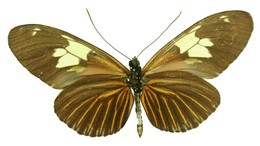 Heliconius burneyi boliviensis