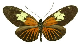 Heliconius burneyi boliviensis