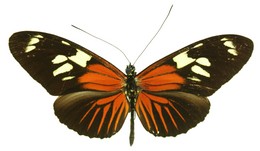 Heliconius burneyi