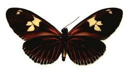 Heliconius burneyi burneyi