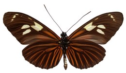 Heliconius burneyi burneyi