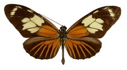 Heliconius burneyijeannae