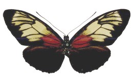 Heliconius burneyi miraculosa