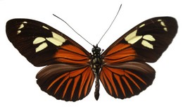 Heliconius burneyi burneyi