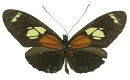 Heliconius burneyi skinneri