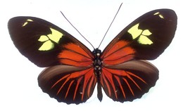 Heliconius burneyi huebneri