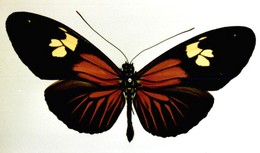 Heliconius burneyi huebneri