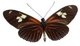 Heliconius burneyi huebneri