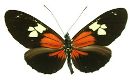 Heliconius burney huebneri