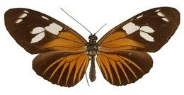 Heliconius burneyi oberthueri