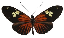 Heliconius burneyi huebneri