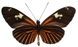 Heliconius burneyi jamesi