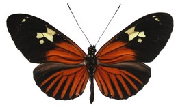 Heliconius burneyi jamesi