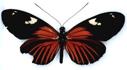 Heliconius burneyi jamesi