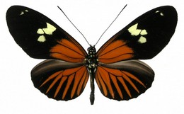 Heliconius burneyi jamesi