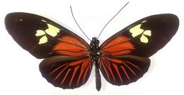 Heliconius burneyi koenigi