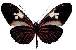 Heliconius burneyi koenigi