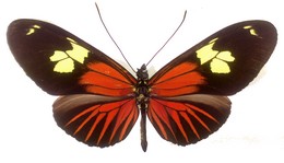 Heliconius burneyi koenigi