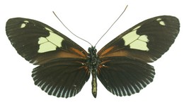 Heliconius burneyi lindigii