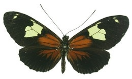 Heliconius burneyi lindigii