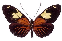 Heliconius burneyi lindigii