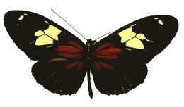 Heliconius burneyi lindigii