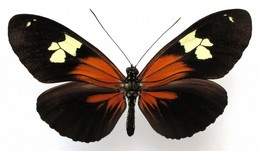 Heliconius burneyi lindigii