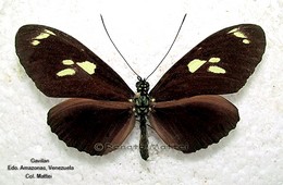 Heliconius burneyi skinneri