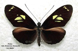 Heliconius burneyi skinneri