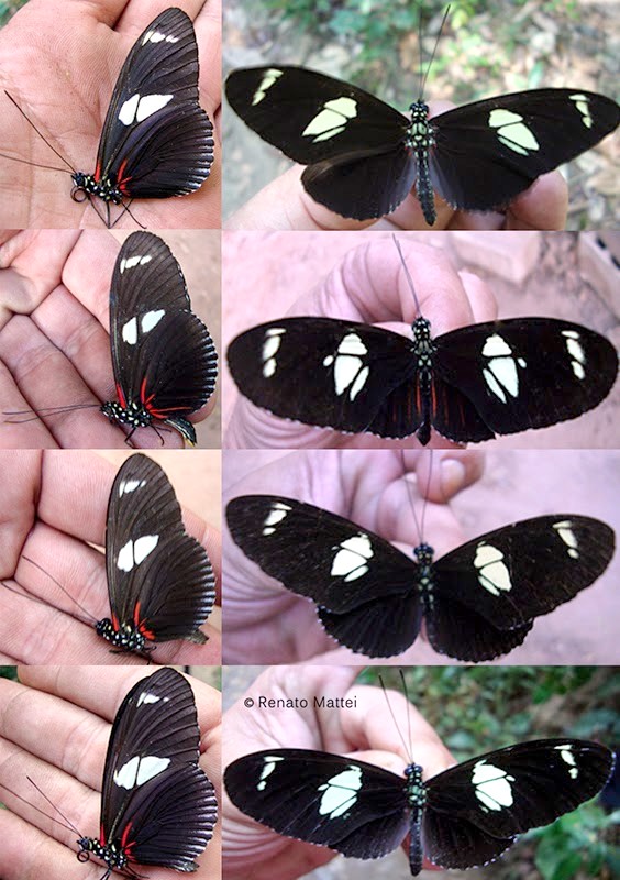 Heliconius burneyi skinneri