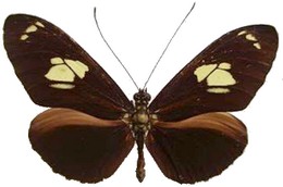 Heliconius burneyi skinneri