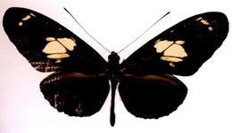 Heliconius burneyi skinneri