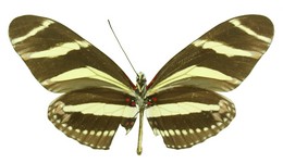 charithonia ramsdeni